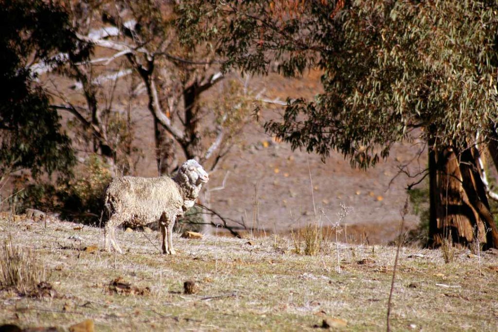 Rural sheep