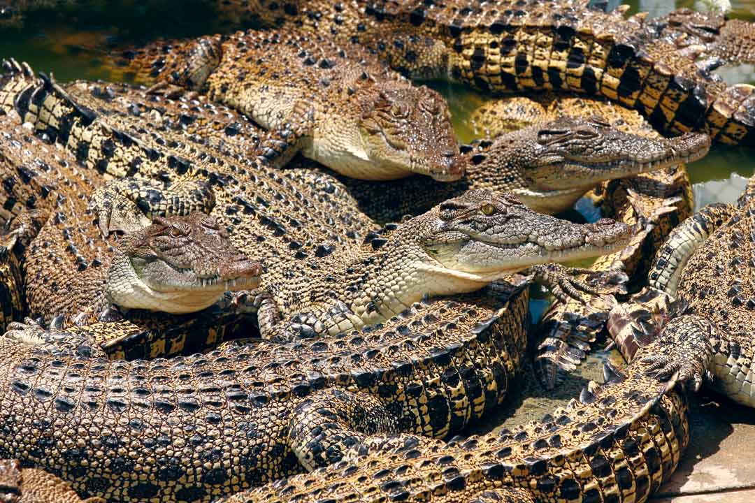 Crocodile Industry Hopes to Boost Australia Aboriginal Communities