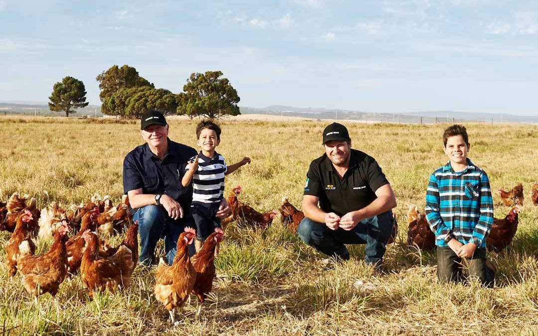 Farmers with chickens in the Australian egg industry