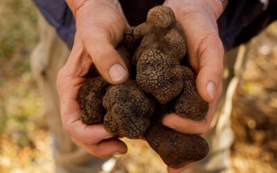 Australia’s truffle industry is causing a kerfuffle