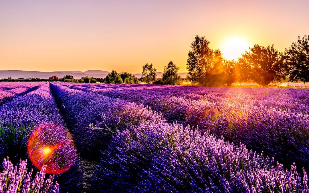 The smell of success: Australia’s lavender industry