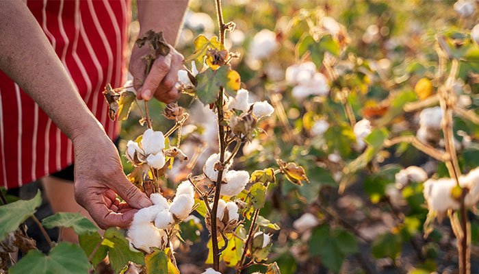 The new science helping cotton crops survive the heat