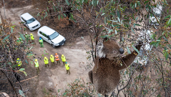 Koala care: fast-tracking wildlife treatment in bushfire season