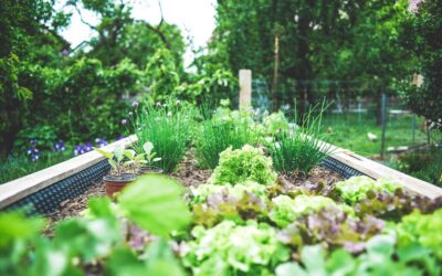Before you plant your veggie patch, read this