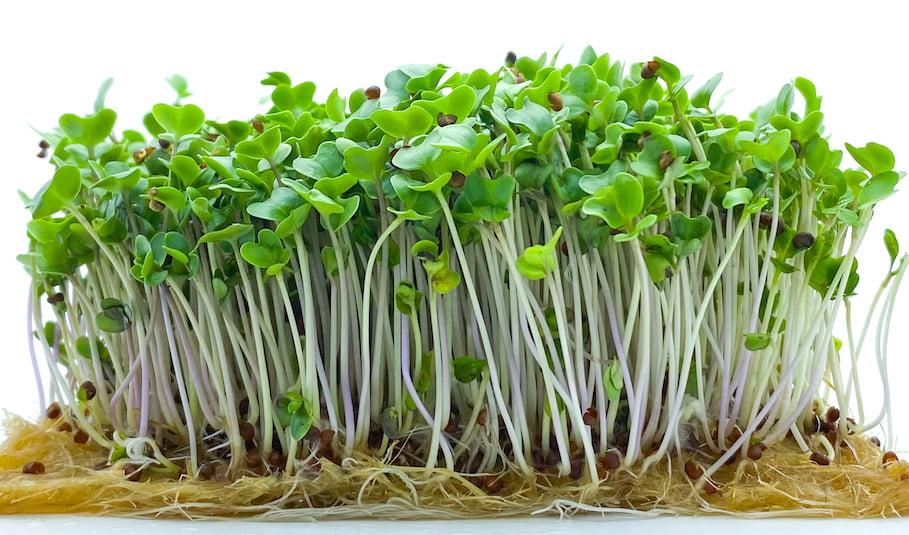 Microgreens, coming to a dinner plate near you