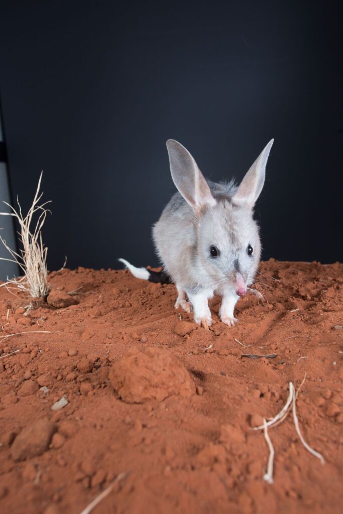 Nocturnal animal, the bilby