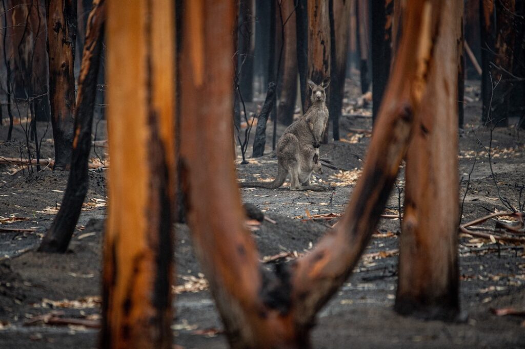 kangaroo with joey in burnt terrain