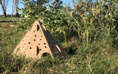 Flat-pack pods give wildlife a post-bushfire fighting chance of survival