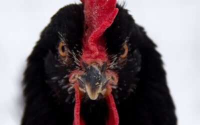 Behavioural patterns of chicks | The pecking order