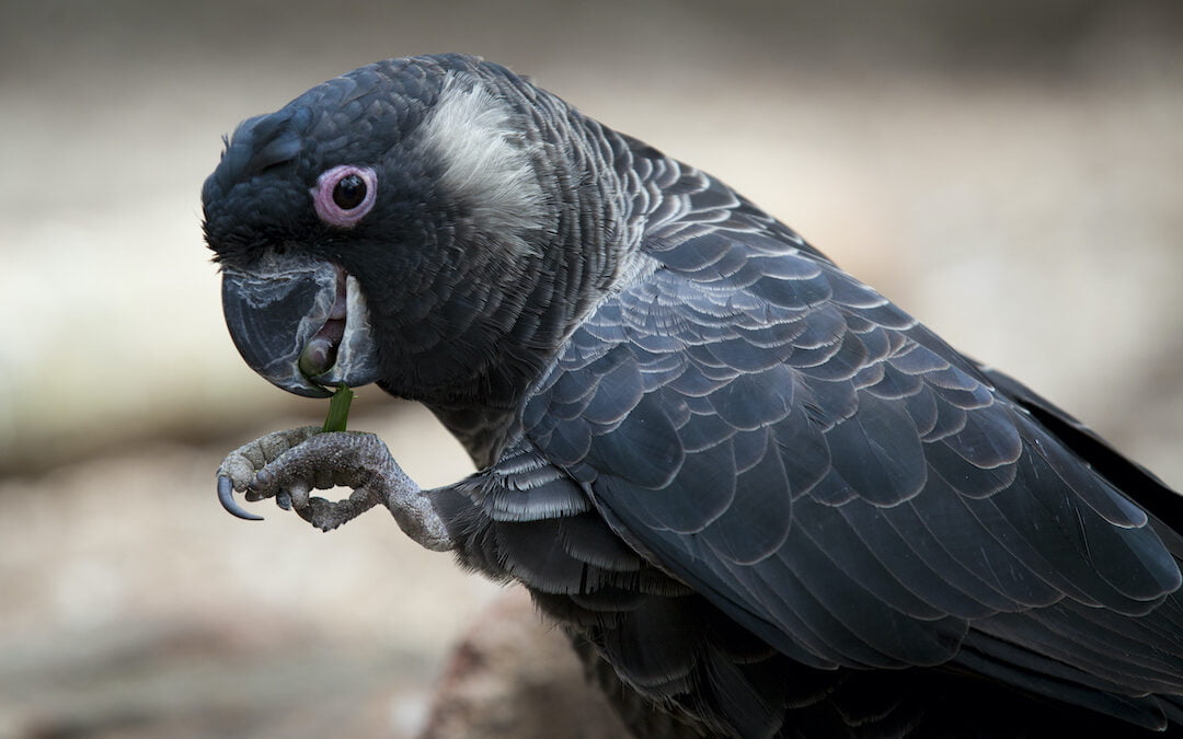The Black Cockatoo | Matters of National Environmental Significance