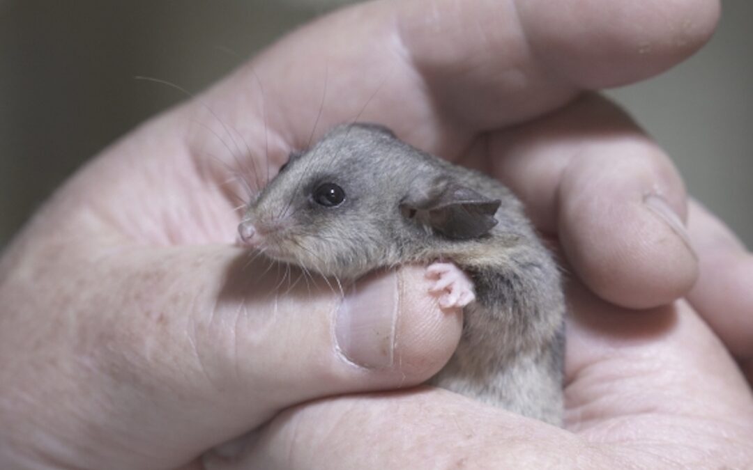 How pygmy-possums are being saved from extinction