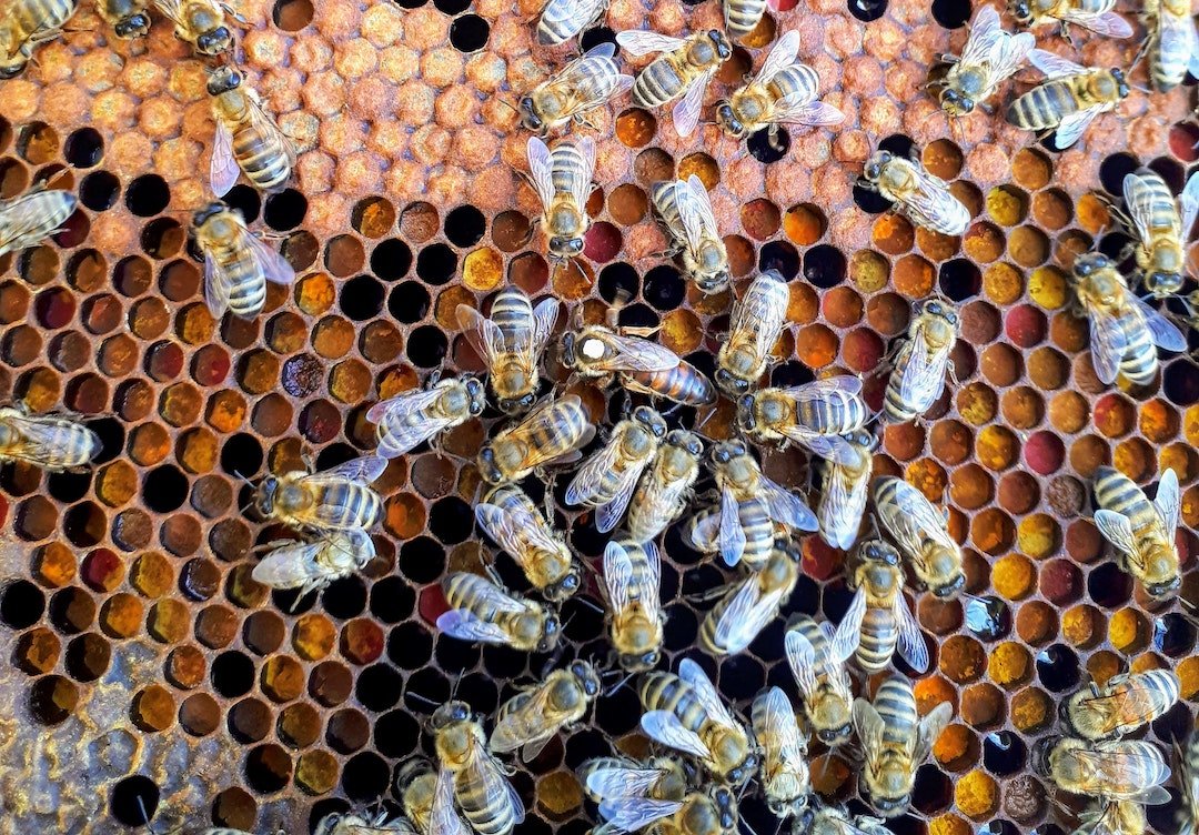 Australian honeybees