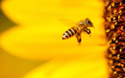 Saving Australian honeybees