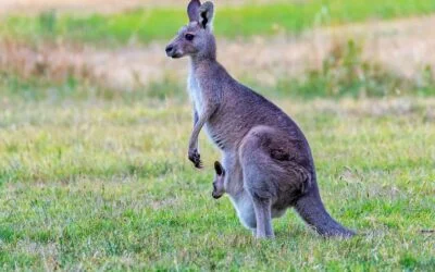The lawsuit that’s saving kangaroos