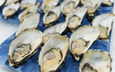 The many moving parts of Australia’s oyster industry