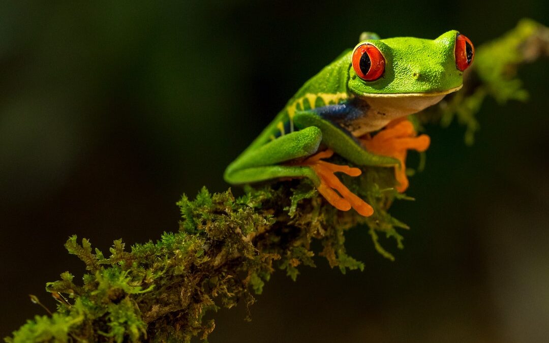 Australian frog species are under threat