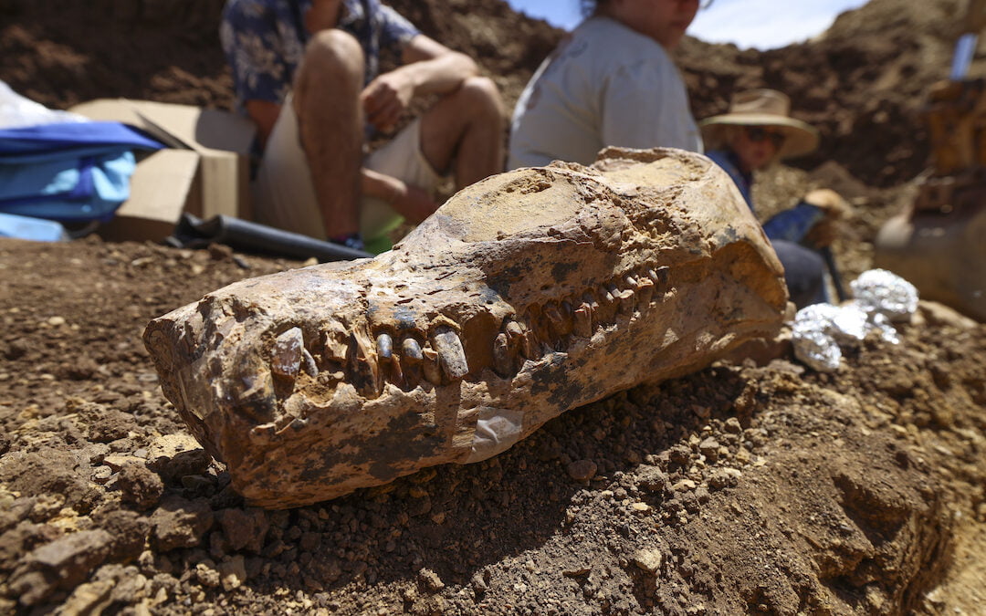 Rare dinosaur discovery unearthed in the outback