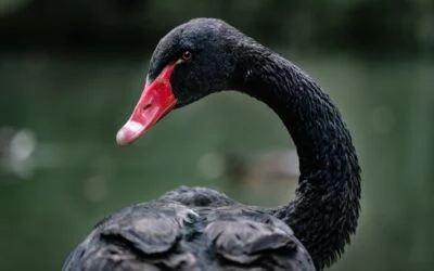 The biggest risk to Australia’s Black Swans