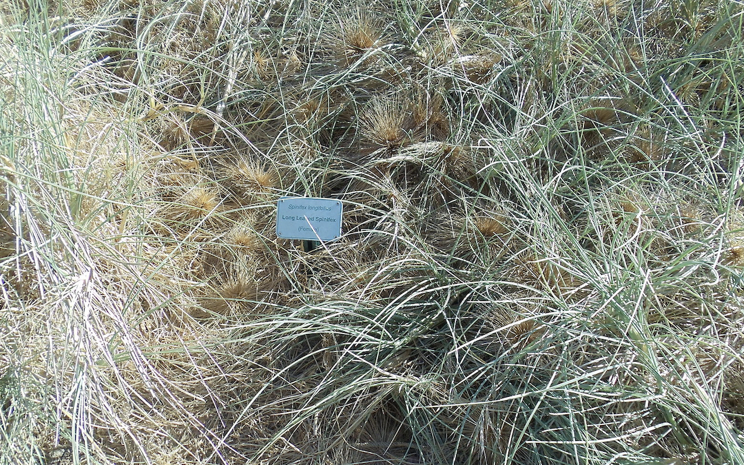 The medical uses of spinifex grass