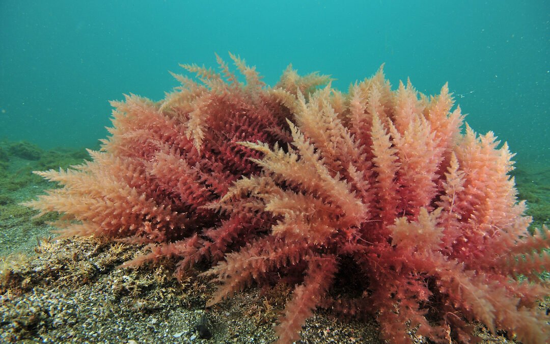 How red seaweed is saving the environment