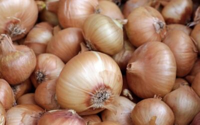 Tear-ific tearless onions have arrived in Australia