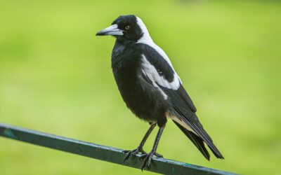 Please explain: Why do magpies swoop?