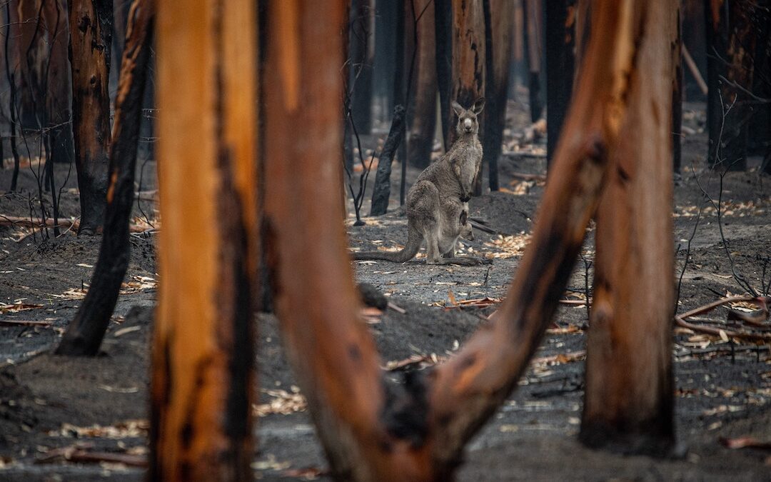 Technology could help with bushfire response