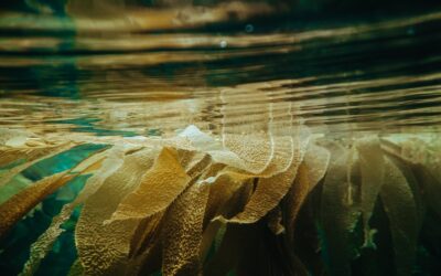 Seeking kelp: on the power of seaweed