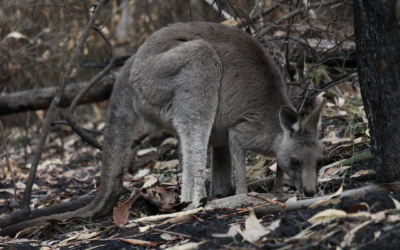 Do bushfires damage long-term biodiversity in Australia?