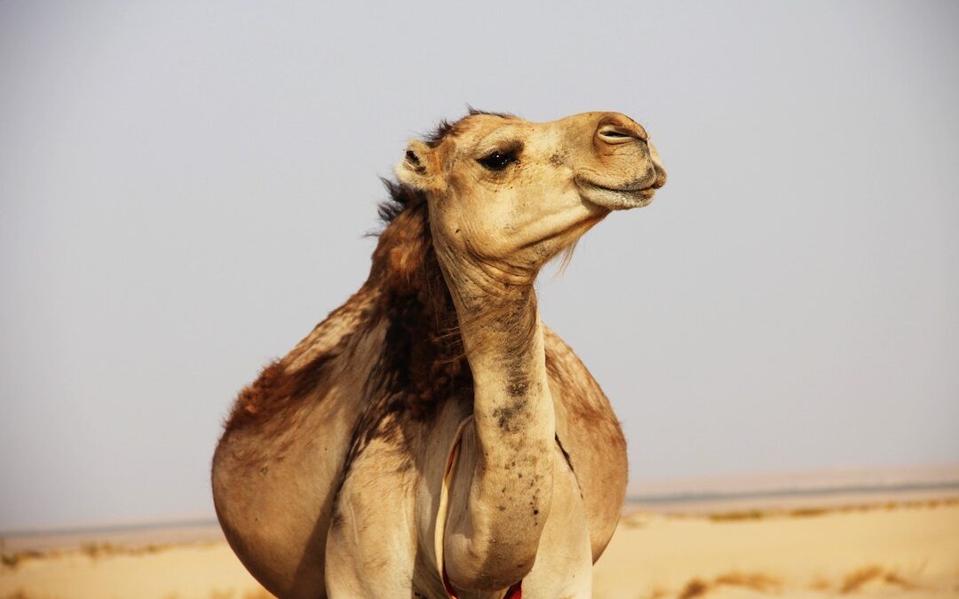 Discover the potential of the camel milk industry