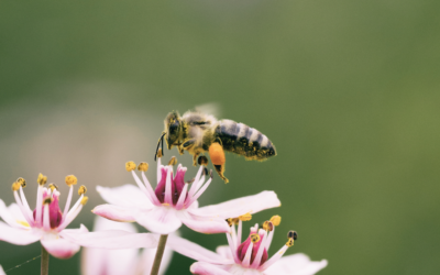 What bees can tell us about antimicrobial resistance in humans