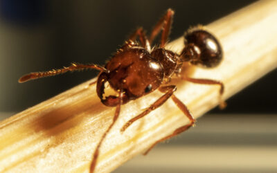 Fire ants caught red-handed ‘rafting’