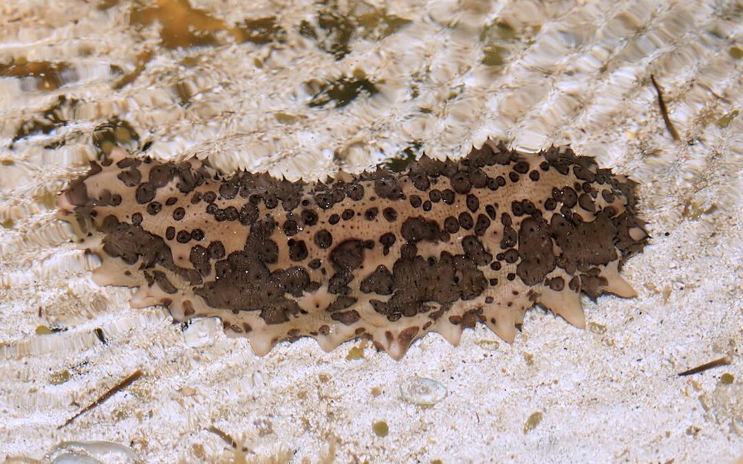 Why illegal fishing of sea cucumbers is damaging our oceans
