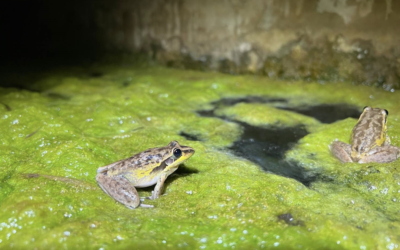 FrogID reaches an important research milestone