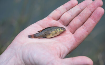How scientists are saving the southern pygmy perch
