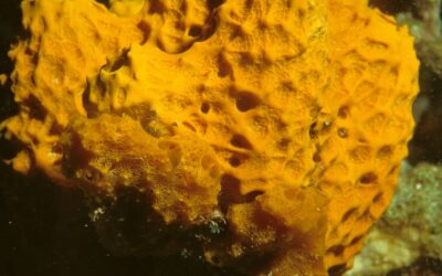 Sea sponges reveal global temperature changes