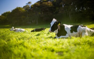 An outlook on the Australian dairy sector in 2024