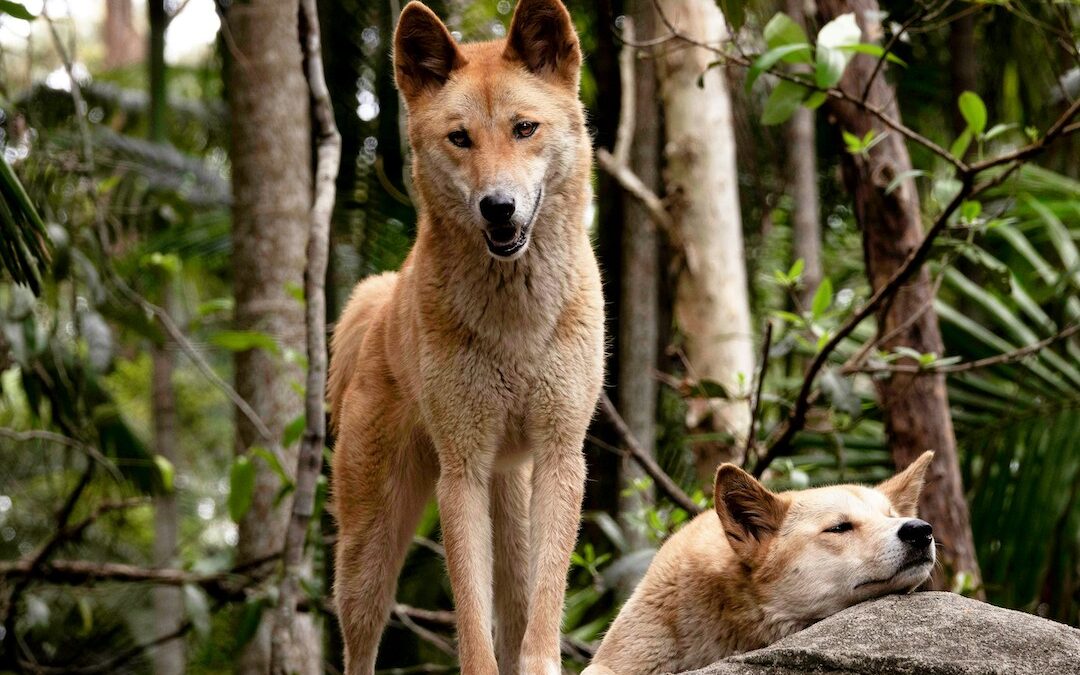 How urine could assist in dingo management plans