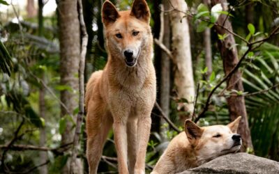 How urine could assist in dingo management plans