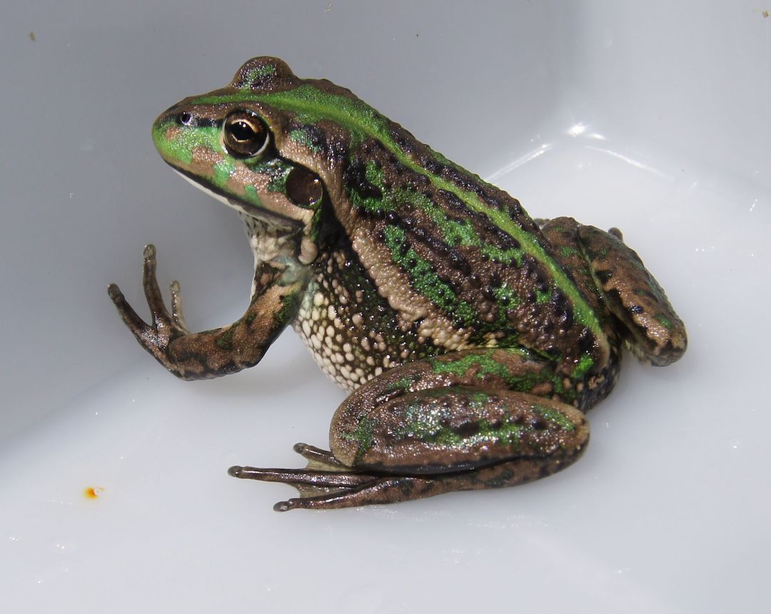 Southern bell frogs