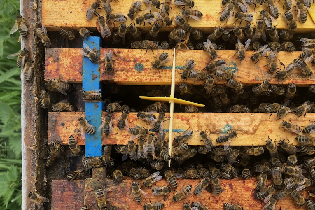 Bee Gym breakthrough in tackling Varroa Mite
