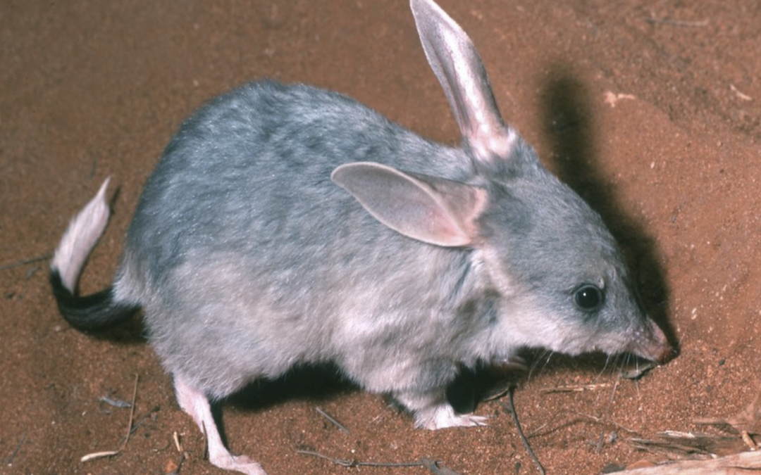 Introducing bilbies back into mild climate zones