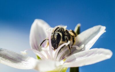 Why you should be buzzing for World Bee Day