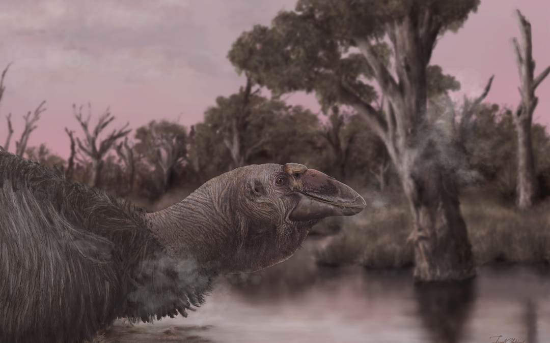 Genyornis newtoni fossil a prehistoric ‘giga goose’