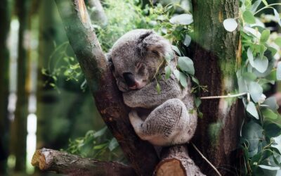 Record highs for Australia’s endangered species