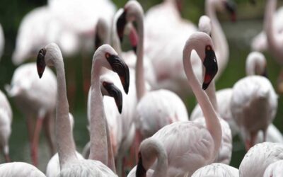 Counting flamingo populations using AI