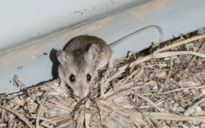 Two new species of mice discovered in Australia