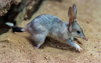 A dream to see the bilby at the Olympics