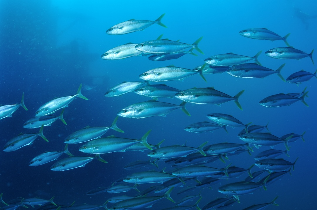 Yellowtail kingfish. Image: Nigel Marsh.