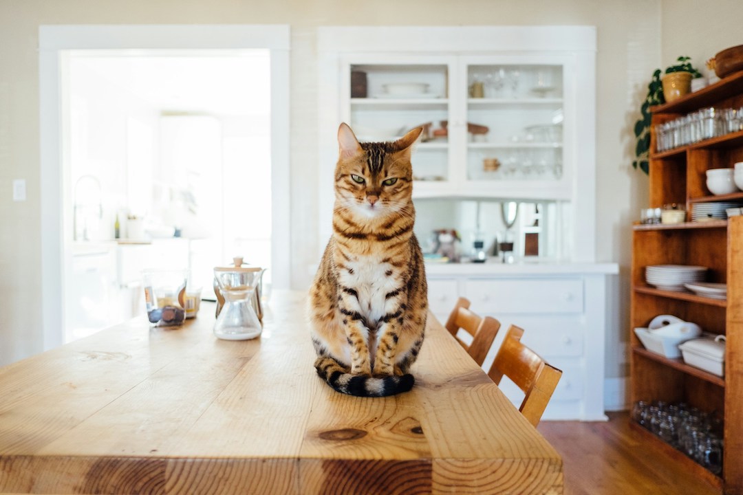 Having a pet-friendly home is important for animal owners. Photo: Paul Hanaoka.